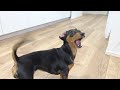 歯に干し芋が挟まった犬
