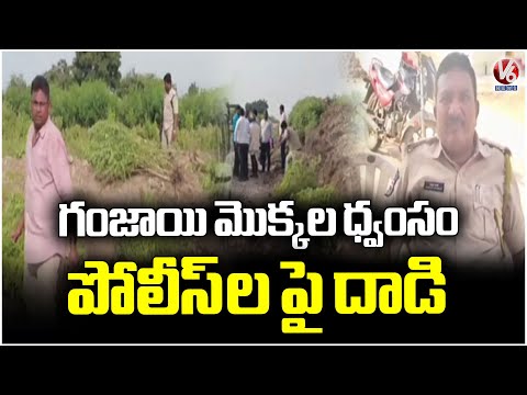 Police Story Ganja Thanda Public Attack on Police In Narayankhed | V6 News - V6NEWSTELUGU