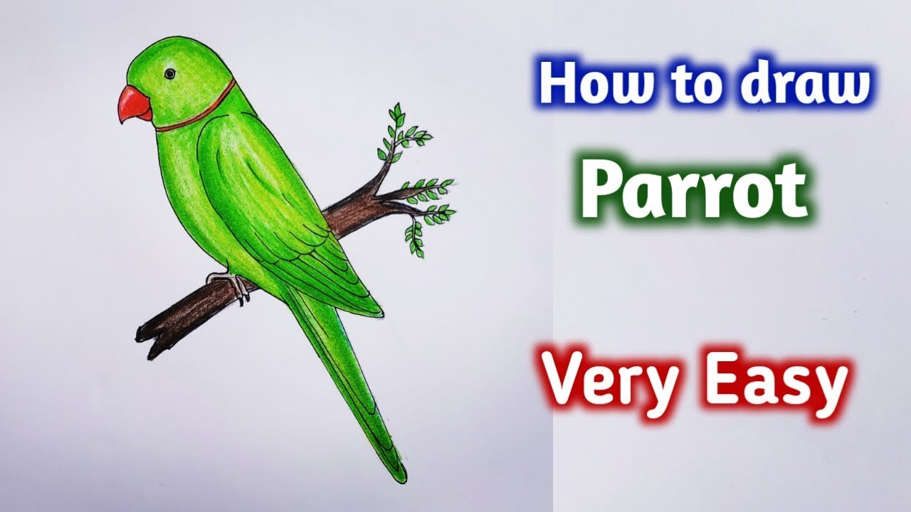 how to draw parrot easy step by step||Gali Gali Art || - YouTube