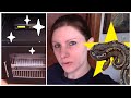 New Ball Python Arrived Underweight with Mites! + C Serpents Incubator Upgrade/Review
