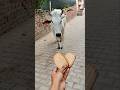 Jay Gaumata #cow #ytshorts #gaumata @radhapyari26