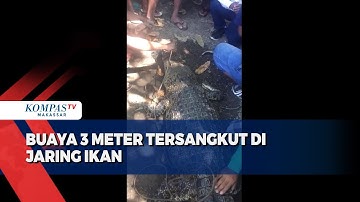 Buaya 3 Meter Tersangkut Di Jaring Nelayan