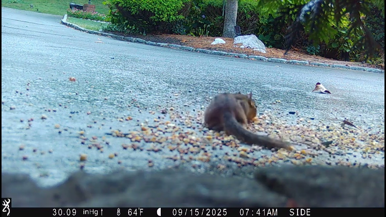 Chipmunk Feeding