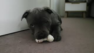 Snack Time! - Holly The Blue Staffy - First Snack! by Holly The Blue Staffy 1,323 views 2 years ago 38 seconds