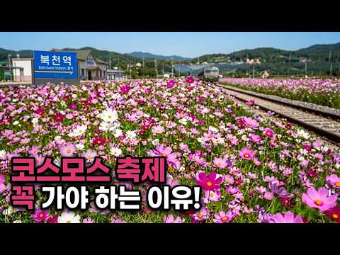 하동 북천 코스모스 메밀꽃 축제, 이번 가을 꼭 가봐야 하는 이유