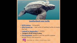Leatherback sea turtle