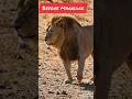 Lion Funny Video Tamil#comedyshorts #alaparaigal #funniestvideo