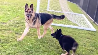 GSD And German Shepherd Puppy Play Time | Indian Vlogger | Hindi Vlog | This Indian