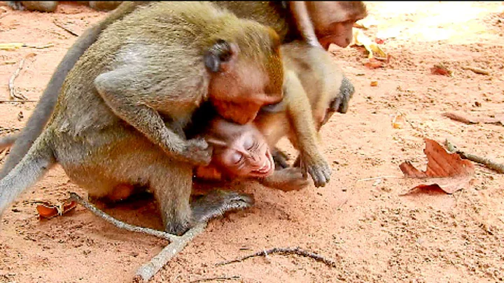 Heart Attack !! Naughty Janet Fight Adorable Baron...