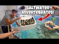 100+ *NEW* CREATURES For My 3000 Gallon Saltwater POND!!