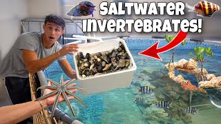 100+ *NEW* CREATURES For My 3000 Gallon Saltwater POND!!
