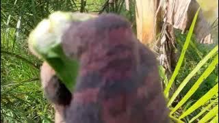 Penyakit pisang Nangka yang selalu.