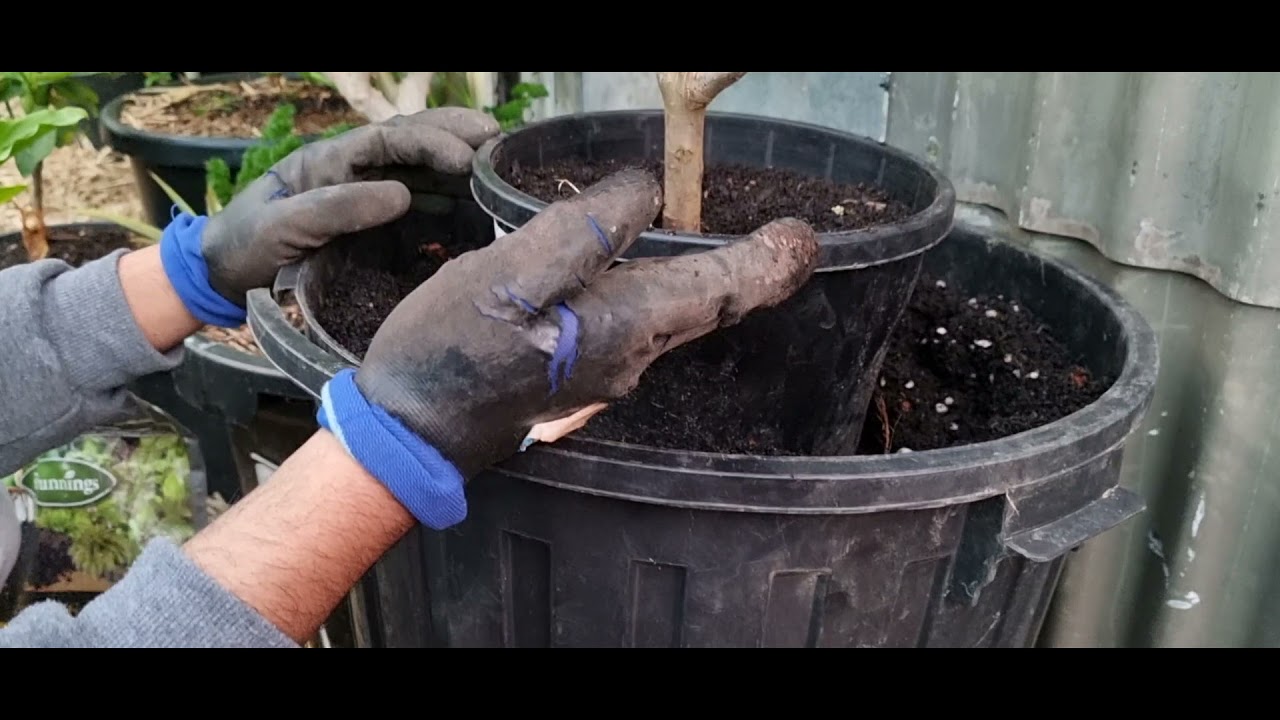 How to Up Pot Fruit Trees & Adding Avocado Edranol as well as 2 Way