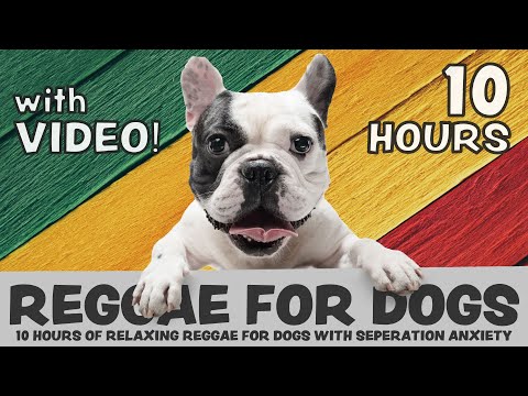 Video: „Soft Rock To Reggae“- šunims, kurie turi muzikinį skonį