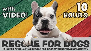 SCIENTIFICALLY PROVEN: 10 Hours of calming Reggae music for dogs with separation anxiety, with video