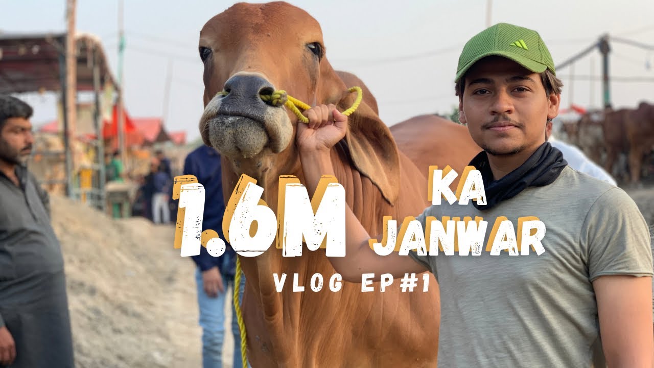 Lahore mandi 2023 | shahpur kanjra | vlog Ep#1
