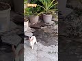 My cute pet 😍