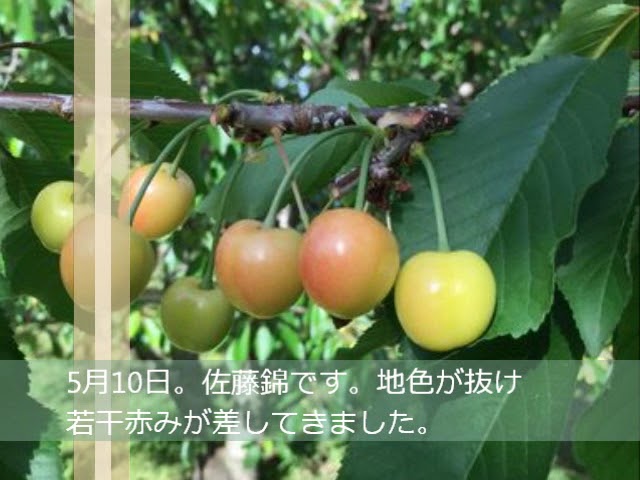さくらんぼ成長日記 山梨さくらんぼ狩り園 清樹園 花芽から実がなるまでのさくらんぼの成長の過程をご覧ください Youtube