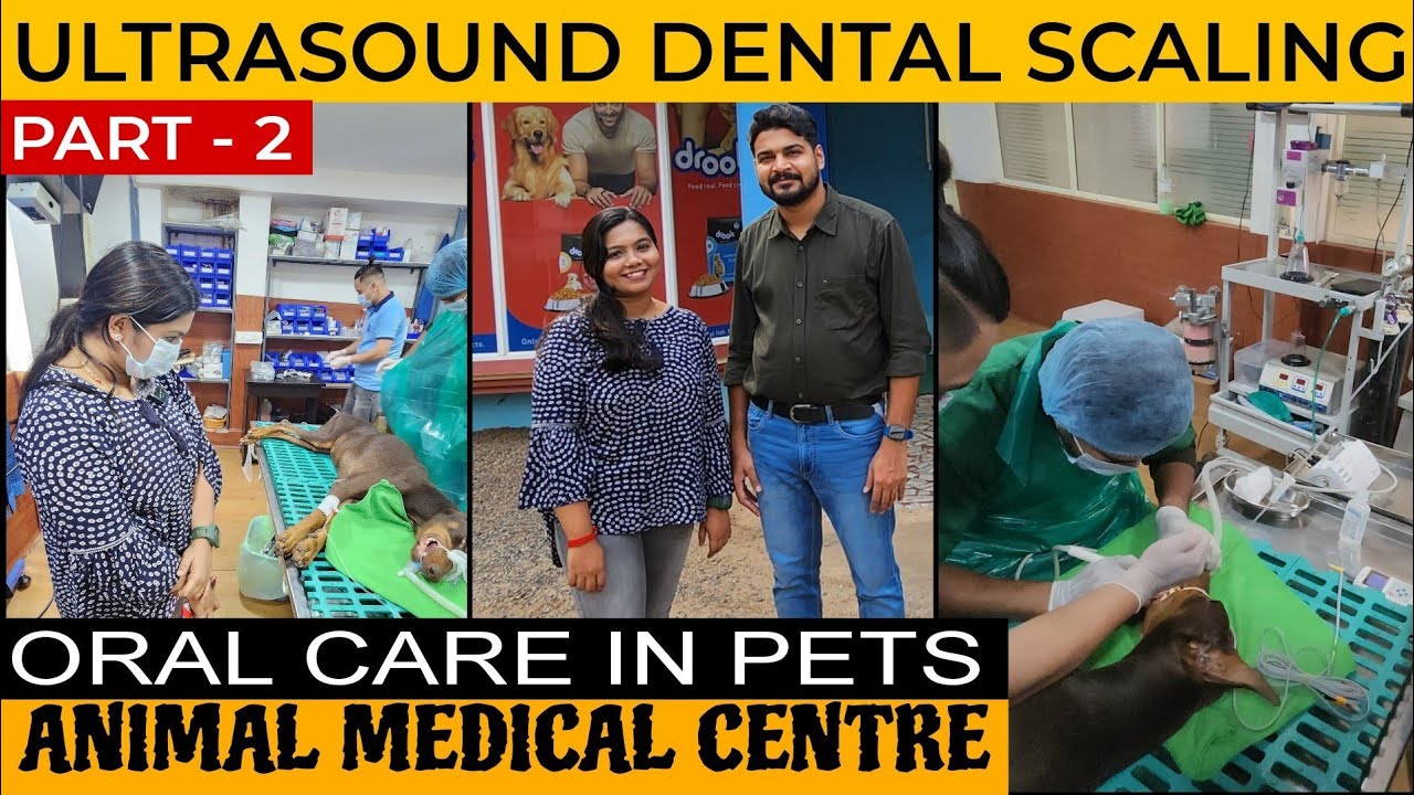 Ultrasound Dental Scaling In Pets Oral Care In Pets Dental Care In