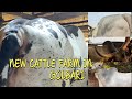 Rahil dairy farm collection  golbari  kolkata cow 2024