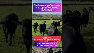 Устройся на ферму в Великобритании — вакансии открыты сейчас!