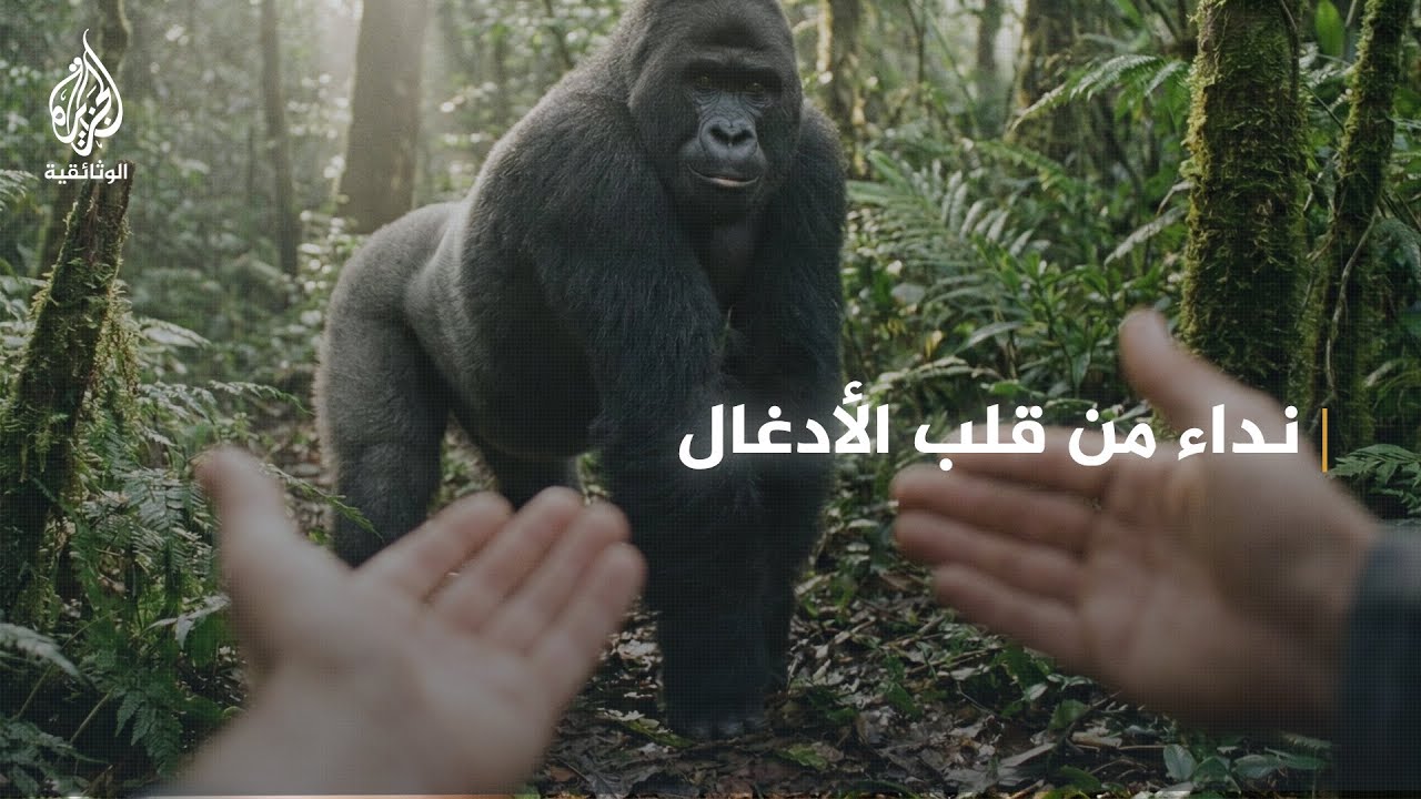في غابات الغابون..  إشارة واحدة تكفي للتواصل مع غوريلا السهول الأفريقية