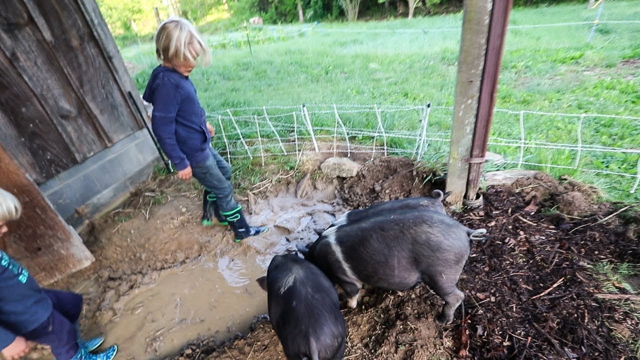 Pigs did exactly what I was afraid of | Cows to the Rescue