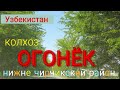 Узбекистан   колхоз ОГОНЕК   Нижне Чирчикский район