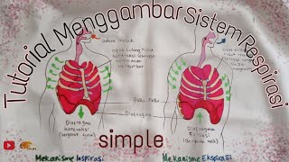 menggambar Sistem Respirasi pada manusia #Lifeart #biologi #sistempernapasan #doctor