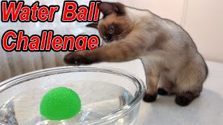 My Cat Hate Water (Water Ball Challenge) screenshot 5