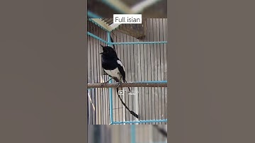 viral!!!! suara burung Kacer gacor isian #kacergacor #kacer #suaraburungkacer