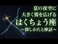 「はくちょう座」〜夏の夜空に翼を広げる白鳥〜探し方と神話