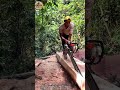 professional cutting woodworking #gergajimesin #woodwork #wood #chainsaw