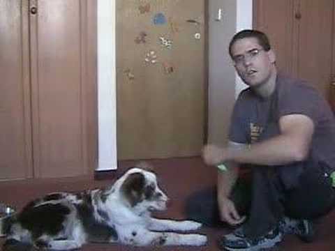 dog-clicker-training---teaching-the-dog-it's-name