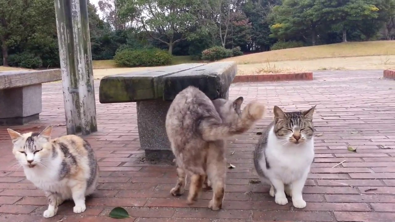 猫の集会に行ってきました Youtube