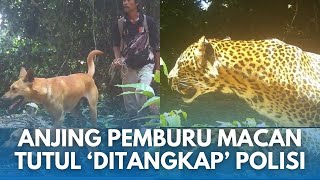 PEMBURU MACAN TUTUL SANGGABUANA! Warga Purwakarta Diamankan, di CCTV Pelaku Sadar Ada Kamera