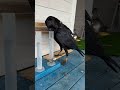 Гоша показывает свои навыки #animal #crow #raven #воронгоша #aboutbirds
