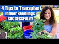 4 Tips for Success when Transplanting/ Potting Up your Indoor Seedlings/ First Time Gardener #10