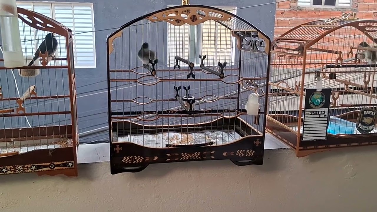 Tentano acostumar o coluna de fogo em outra gaiola