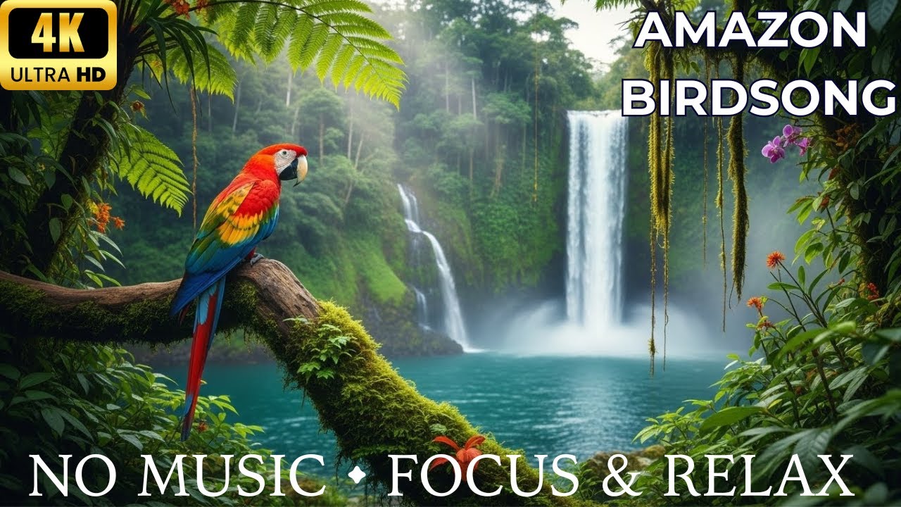 Into the Heart of Amazon: Relaxing Birdsong for Deep Focus & Study