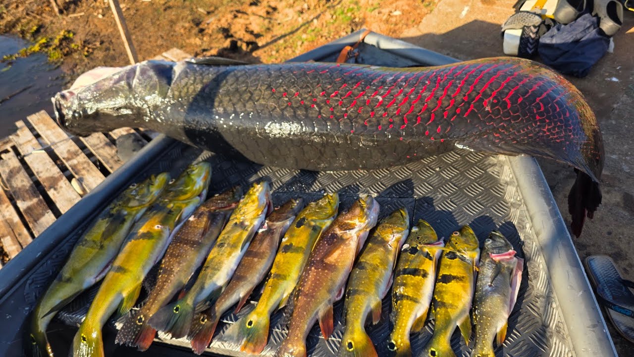 CAPTURA DE UM PIRARUCU GIGANTE DE  80KG MUITA ADRENALINA E EMOÇÃO NESSE VÍDEO #pirarucu #pescasub 