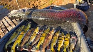 CAPTURA DE UM PIRARUCU GIGANTE DE  80KG MUITA ADRENALINA E EMOÇÃO NESSE VÍDEO #pirarucu #pescasub 