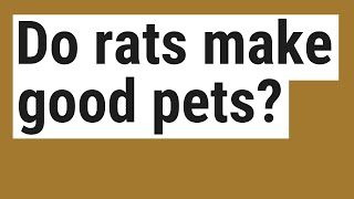 Do rats make good pets?
