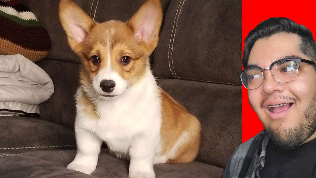 CORGI PUPPY VLOG