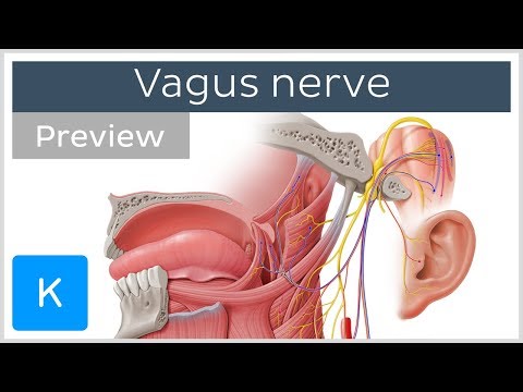 Video: Vagus Nerv: Anatomie A Funkce, Diagram, Stimulace, Podmínky