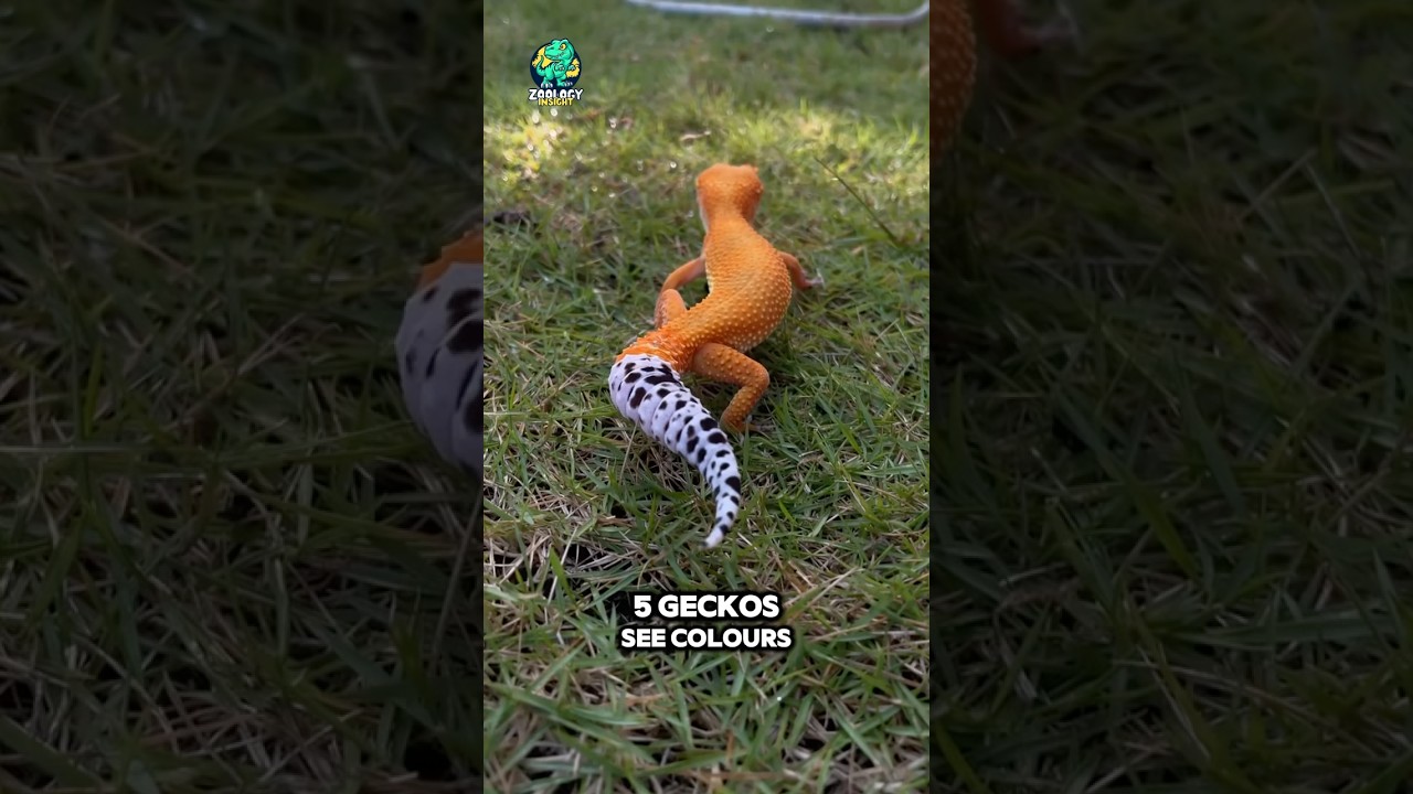 Top 10 Animals with the Best Night Vision 