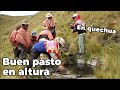 Pasto  en los Andes de Perú a mas de 4000 m de alt.