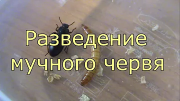 Разведение мучного червя.