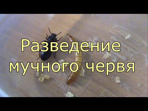 Видео: Вы бы выпили этого мучного червя Маргариту? (Вот рецепт)