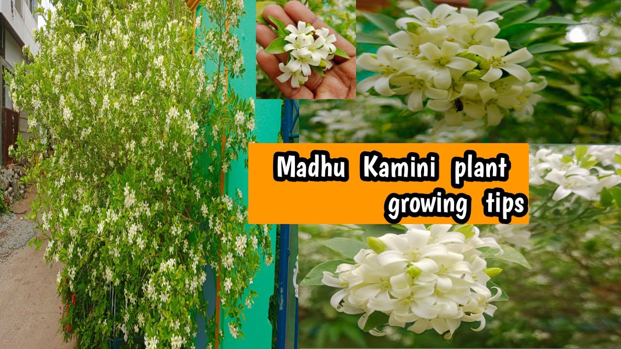 how to grow kumudiniMadhu Kamini Orange Jasmineమధుకామిని